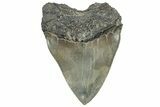 Serrated, Fossil Megalodon Tooth - South Carolina #324271-2
